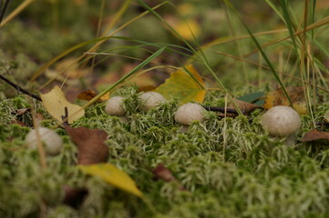 mushrooms in the grass