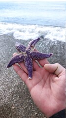 starfish in the hand