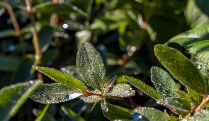 Dew drops closeup on the leaves of honeysuckle in the summer