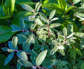 Dew drops closeup on the leaves of honeysuckle in the summer