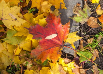 Naklejka na ściany i meble Colorful canadian maple leaves on the garden ground in autumn