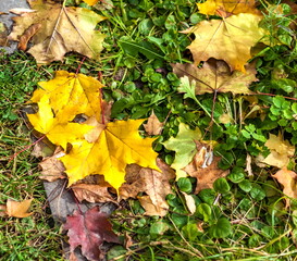 Colorful canadian maple leaves on the garden ground in autumn