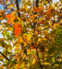 Fototapeta premium Yellow leaves of canadian maple on branches