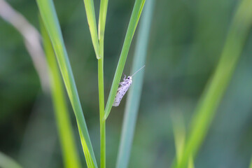 Aufnahme eines Zünslers, einer Motte oder Falters.
