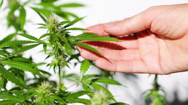 Hand carefully touches a cannabis bush in bright light with a white background. Medicinal marijuana leaves of the Jack Herer variety are a hybrid of sativa and indica. Care and cultivation.
