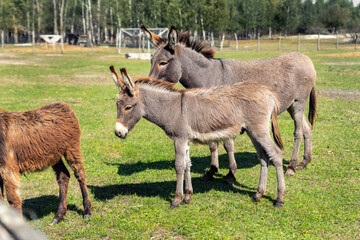 Portrait of two shy fluffy curious funny domestic cute hungry donkeys stand at countryside farm barnyard asking for treat against green grass field. Many animals at country rural paddock