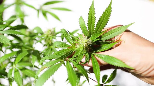 Hand carefully touches a cannabis bush in bright light with a white background. Medicinal marijuana leaves of the Jack Herer variety are a hybrid of sativa and indica. Care and cultivation.