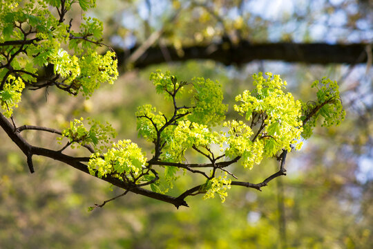 green plant in blossoming garden. beautiful nature background on a sunny springtime day