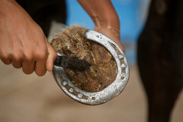 close-up photo of a horse's hoof in the hand during cleaning, focus on the horseshoe