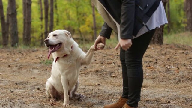 White labrador retriever giving paw to female owner at walk