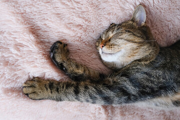 The tabby cat sleeps on a beige fluffy bedspread. Close up.