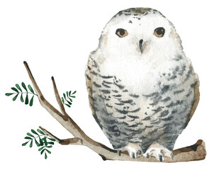 Watercolor vector Christmas arrangement. White polar owl sitting on the branch. Hand drawn illustration on white background. Water colour drawing.