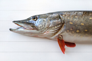 Large fresh river pike on a white wooden background. Copy space. Close up.