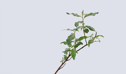 One branch of a plant Elaeagnus commutata on a light background. Ornamental shrubs for the garden.