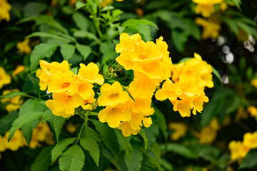 flower in garden. good day in garden.