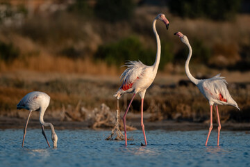 Pink big birds Great Flamingos, Flamingos cleaning feathers, looking for food in water. Wild animal scene from nature.
