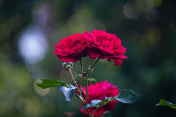 Rose flowers and  buds on a blurred green background - 458226482