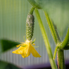 cucumber growing in a greenhouse - 458226483