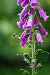 bee collecting nectar from foxglove flowers - 458226487