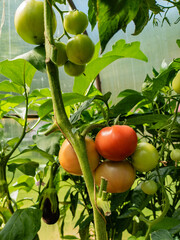 tomatoes in the greenhouse - 458226493