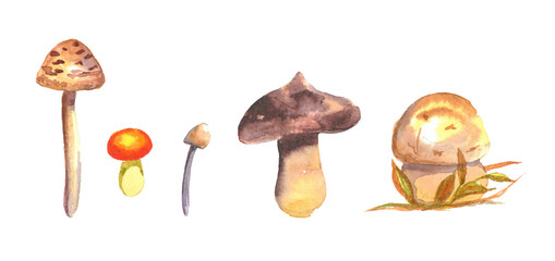 Fototapeta na wymiar set of watercolor small mushrooms
