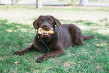 Chocolate Labrador retriever dog is playing with toy on a grass.