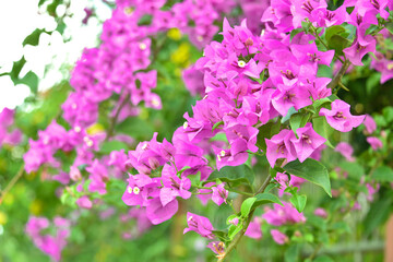 Purple bougainvillea flowers in background