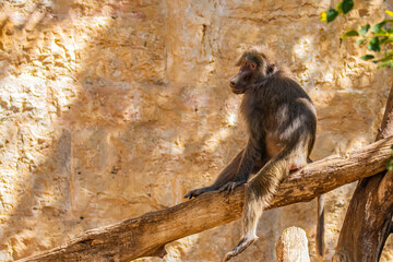  baboon sitting on a log smiling