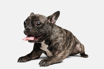 Portrait of cute puppy of French bulldog, purebred dog posing isolated over white background. Concept of pets, domestic animal, health