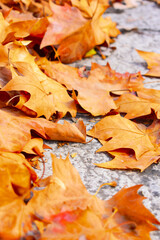 Autumn Leaves Background