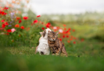 two cute cats in love are sitting on a green lawn among red poppies and caressing