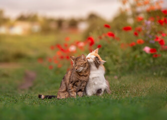 two cute cats in love are sitting on a green lawn among red poppies and caressing