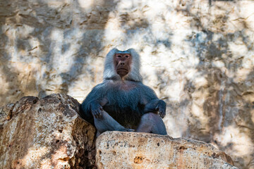 baboon sitting on a stone