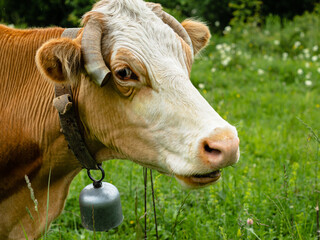 Head of a cow against the background of blurred grass. On the neck hangs a bell. Concept of cattle...