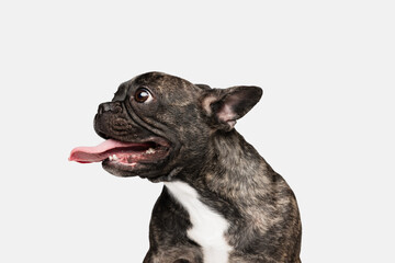 Close-up of beautiful dog, puppy of French bulldog posing isolated over white background. Concept of pets, domestic animal, health