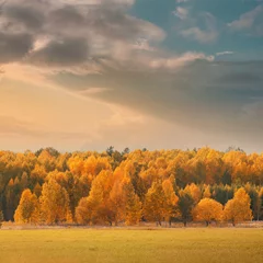 Fotobehang Herfst landschap gele bomen in herfst bos onder humeurig avondrood. © logoboom