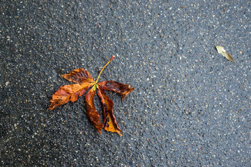 Closeup of autumnal horse chestnut leaf on the road