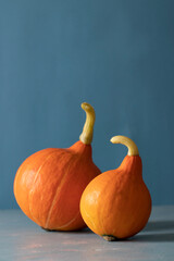Couple of bright butternut pumpkins on a blue background: Dating concept for Thanksgiving Day. Vertical format