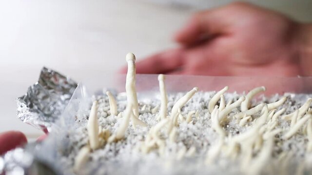 Sterile container with the mycelium of psilocybin mushrooms, psilocybe cubensis. Pin and primordia of the rastawhite variety. Cultivation, creation of conditions. Microdosing