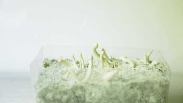 Sterile container with the mycelium of psilocybin mushrooms, psilocybe cubensis. Pin and primordia of the rastawhite variety. Cultivation, creation of conditions. Microdosing