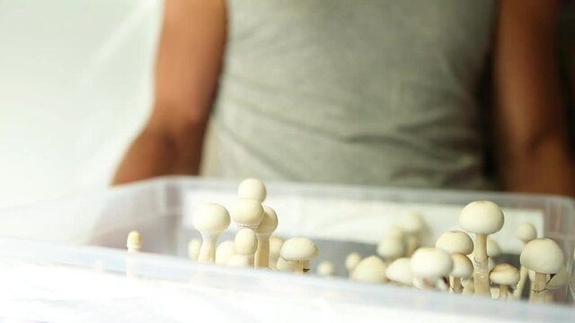 Box with psilocybin mushrooms, variety psilocybe cubensis rasta white. Cultivation, creation of conditions. Microdosing, psychedelic trip, recreation and change of consciousness