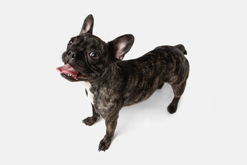 High angle view of cute puppy of French bulldog, purebred dog posing isolated over white background. Concept of pets, domestic animal, health