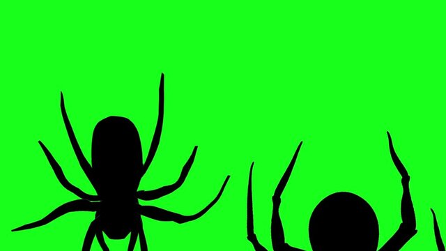 Group big black spiders crawling on green screen chromakey background. Halloween spiders thematic for video transition or overlay in edit