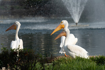 Pelicans Playing in the Water 