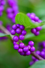 ムラサキシキブ