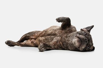 Portrait of cute puppy of French bulldog, purebred dog posing isolated over white background. Concept of pets, domestic animal, health