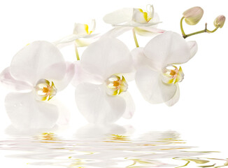 Fototapeta na wymiar Blanche orchidée 