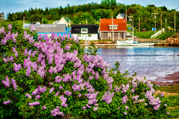 Spring lilacs flower along the shore in Stanley Bridge, Prince Edward Island. © V. J. Matthew