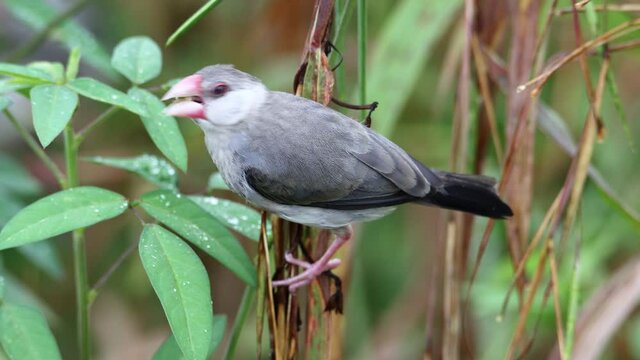 beautiful bird Java sparrow (Lonchura oryzivora) in Sabah, Malaysia.