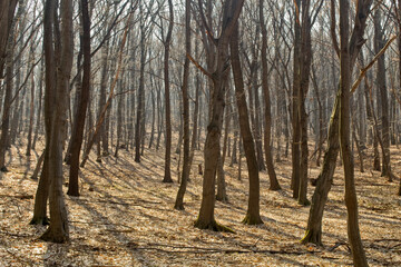 Moss and tree brak texture close-up.